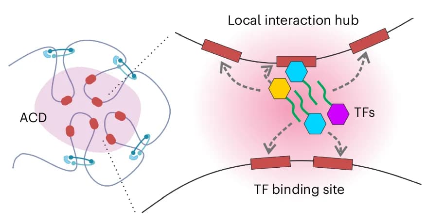 Open access visualization of Illustration, Workflow, Pathway, Transcription Factors, Local Interaction Hubs