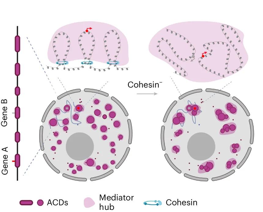 Open access visualization of Illustration, Workflow, Cohesin Loss, Chromatin Loops, Mediator Hubs