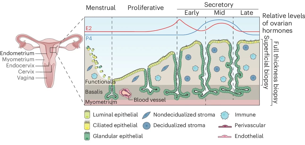 Open access visualization of Illustration, Line Plot, Human Uterus, Endometrium, Menstrual Cycle