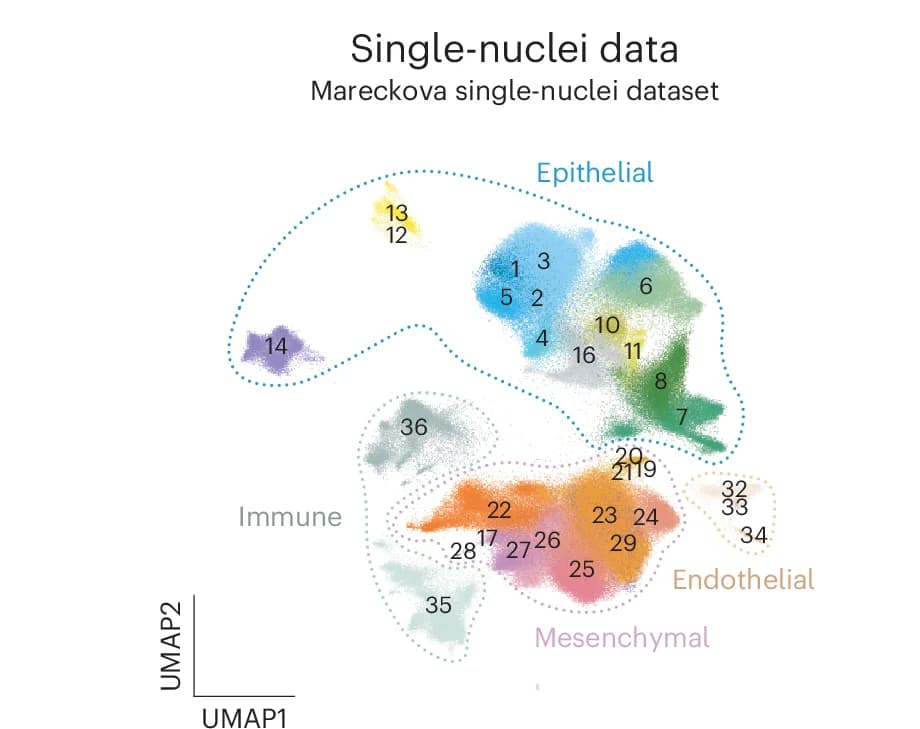 Open access visualization of UMAP, Scatter Plot, snRNA-seq, Cell State, Nuclei