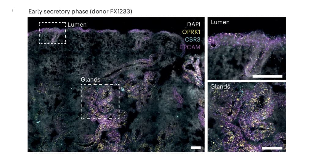 Open access visualization of Microscopy, smFISH, Superficial Biopsy, DAPI, EPCAM
