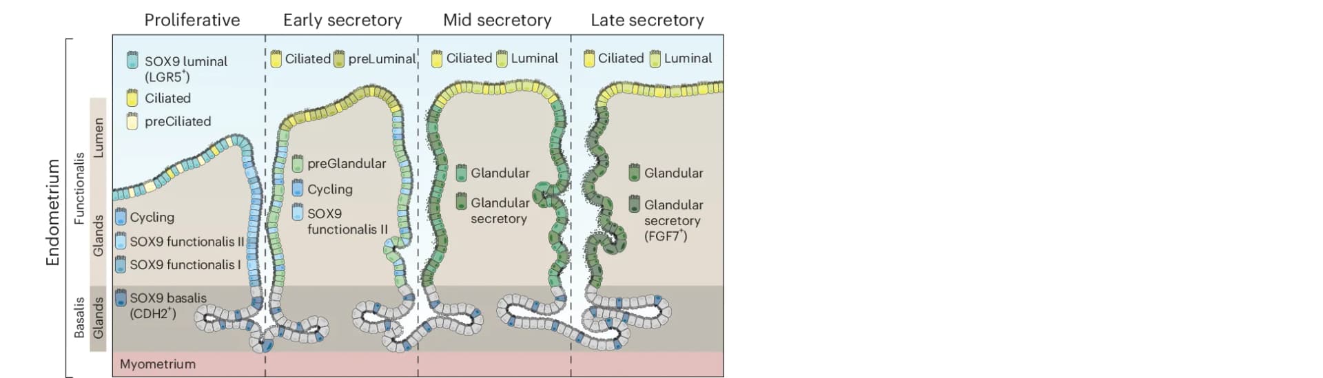 Open access visualization of Illustration, Schematic Illustration, Spatiotemporal Complexity, Endometrial Epithelium, Proliferative Phase