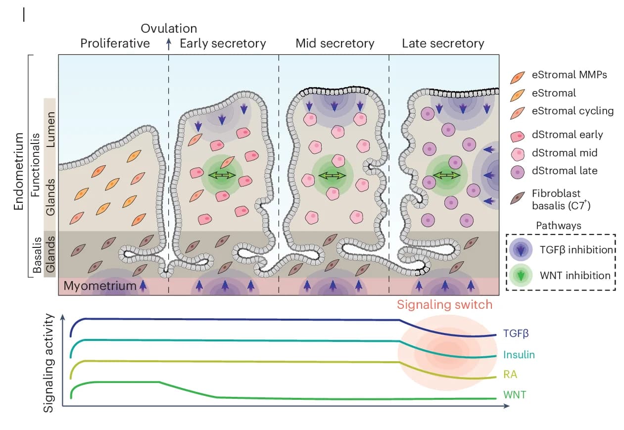 Open access visualization of Illustration, Line Plot, Endometrial Stromal Cells, Signaling Pathways, Proliferative Phase