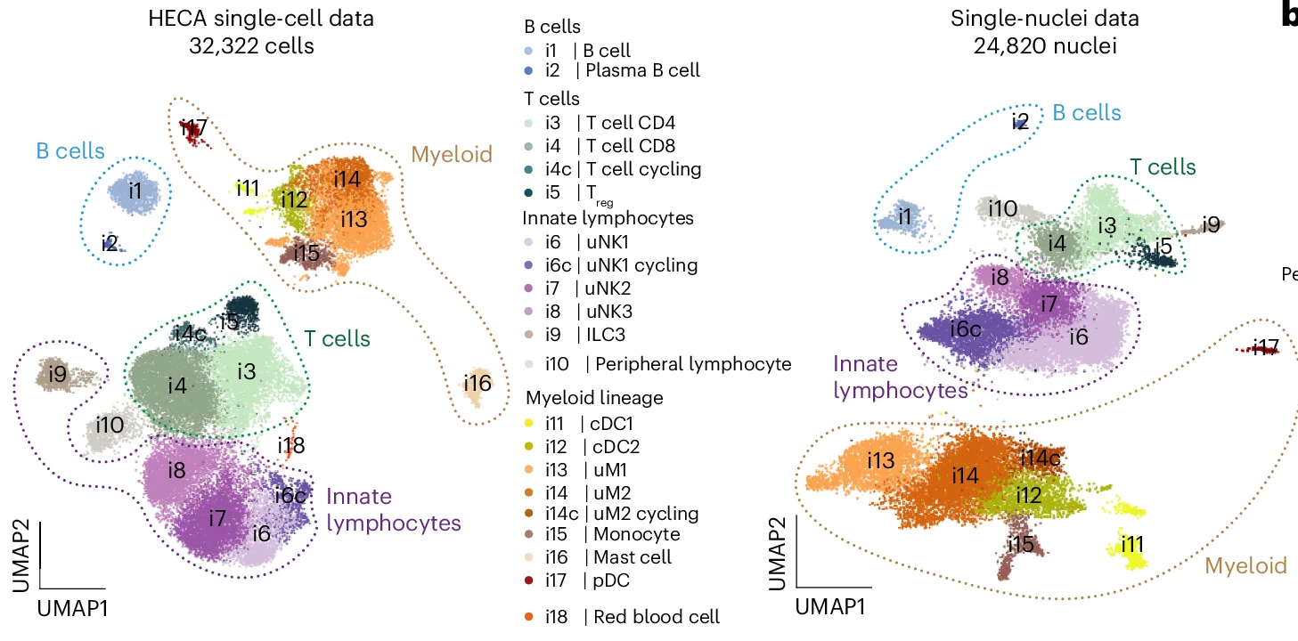 Open access visualization of UMAP, Scatter Plot, scRNA-seq Data, Immune Cells, Cell Type