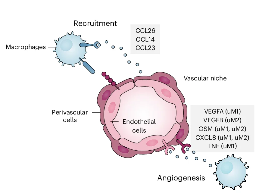 Open access visualization of Illustration, Workflow, Macrophage, Endothelial Cells, PV Cells