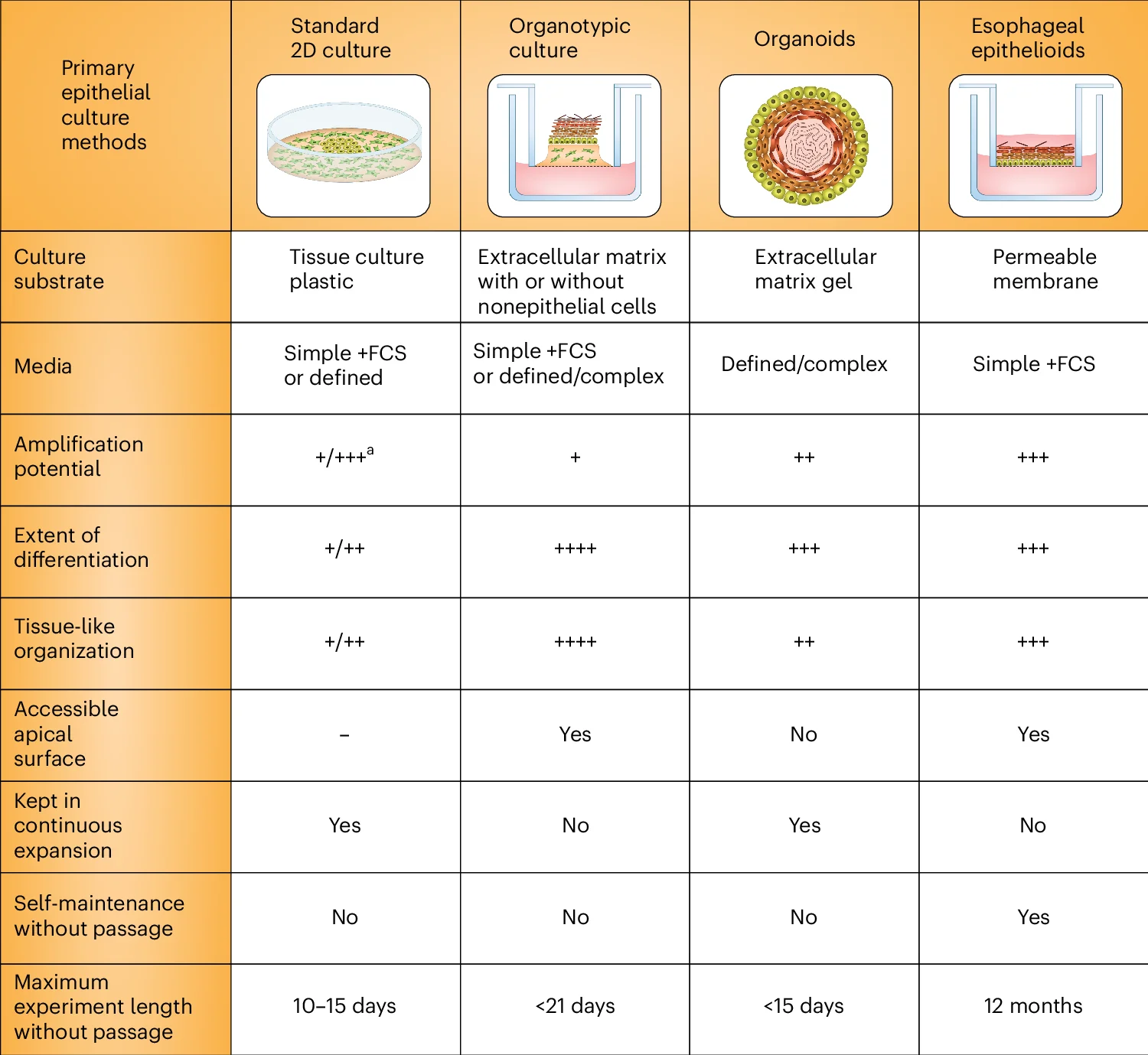 Open access visualization of Table Image, Illustration, Organotypic Culture, Organoid Culture, Primary Culture