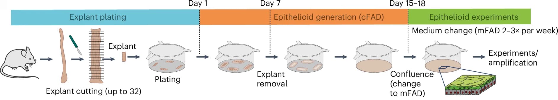 Open access visualization of Workflow, Esophagus, Cell Culture, mFAD Medium, Explant Culture