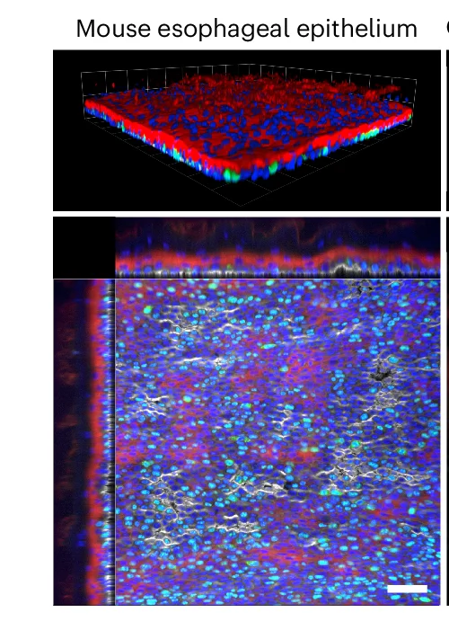 Open access visualization of Microscopy, Confocal Microscopy, Z-Stack, Esophagus, Whole-Mount