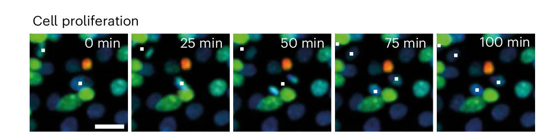Open access visualization of Microscopy, Live Cell Imaging, Mitosis, Epithelioid