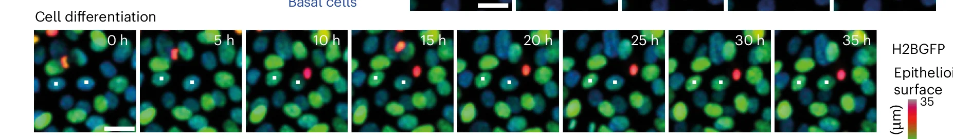 Open access visualization of Microscopy, Live Cell Imaging, Cell Differentiation, Epithelioid