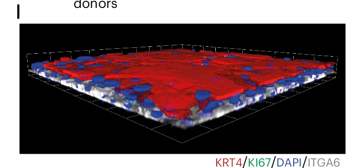 Open access visualization of Microscopy, Confocal Z-stack, Basal Plane, Human Esophageal Epithelioid, KRT4