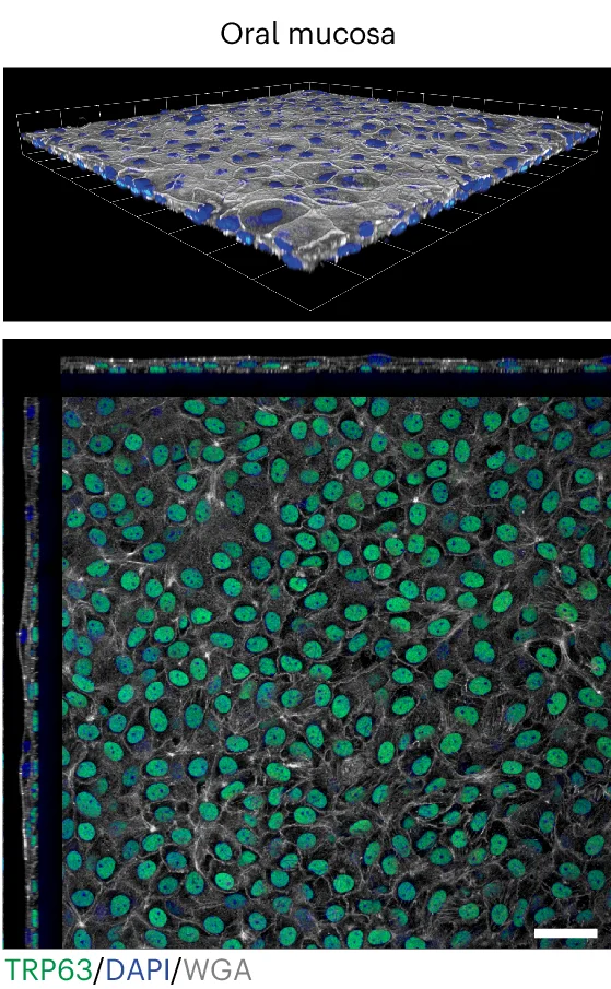 Open access visualization of Microscopy, Confocal Z-stack, Basal Layer, Mouse Oral Mucosa Epithelioid, WGA