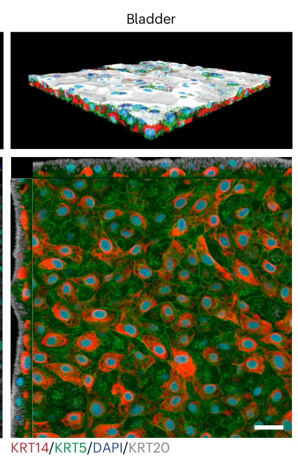 Open access visualization of Microscopy, Confocal Z-stack, Basal Plane, Mouse Bladder Epithelioid, KRT20