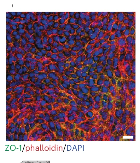 Open access visualization of Microscopy, Esophageal Epithelioids, TJP1 Antibody, Tight Junctions, Phalloidin