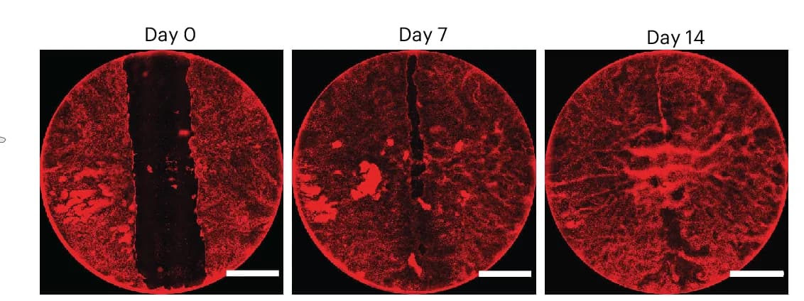 Open access visualization of Microscopy, Incucyte System, Time-lapse Imaging, Wound Assay