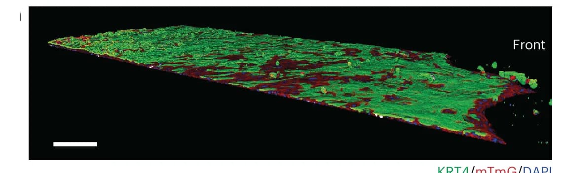 Open access visualization of 3D Plot, Microscopy, Rosa26 mTmG Insert, Wound Healing, KRT4