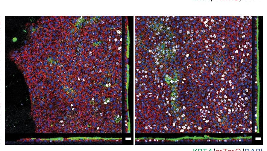 Open access visualization of Microscopy, Basal Layer, Z-stack, Wound Assay, Orthogonal Sections