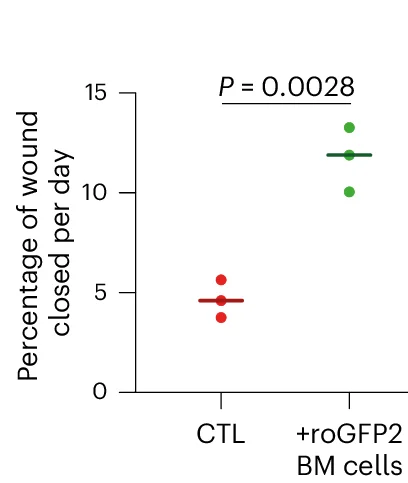 Open access visualization of Scatter Plot, Wound Closure, Student's t-test, Bone Marrow, Control
