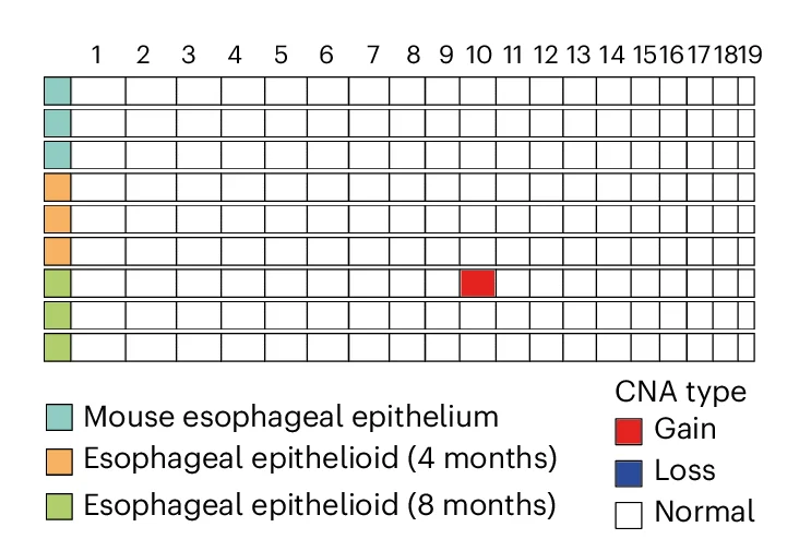 Open access visualization of Heatmap, Whole-Genome Sequencing, Mouse Esophageal Epithelium, Esophageal Epithelioids, Chromosome Regions