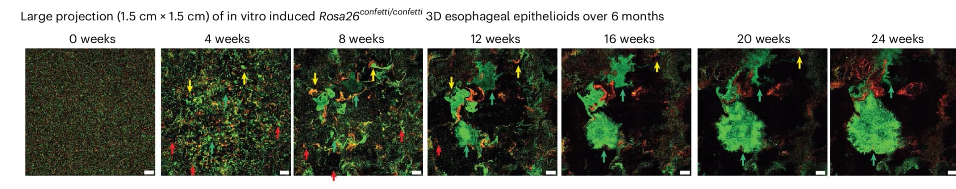 Open access visualization of Microscopy, Epithelioids, Rosa26 Confetti/Confetti Mice, Cre Recombination, SCA