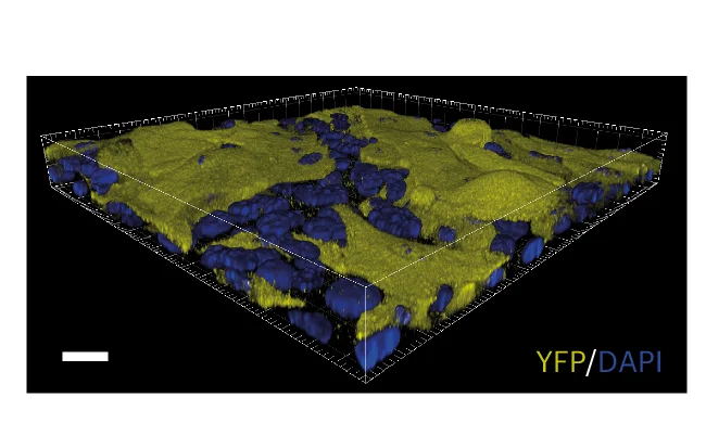 Open access visualization of Microscopy, Confocal Z-Stack, Epithelioid, Cell Subpopulations