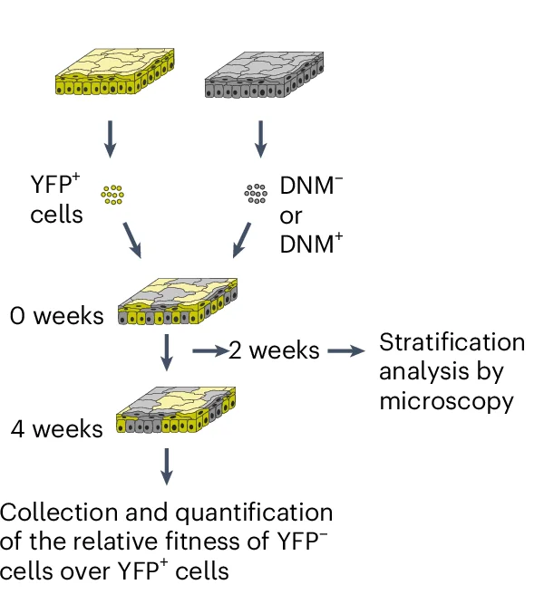 Open access visualization of Workflow, Flowchart, DNM, Wild-Type Cells, Cell Competition
