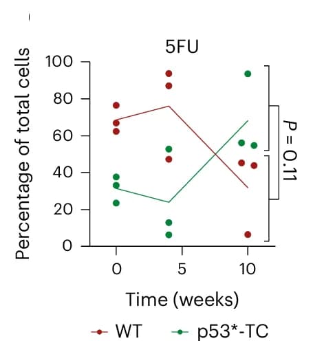 Open access visualization of Scatter Plot, Line Plot, Optical Sections, Basal Cell Planes, Suprabasal Cell Planes