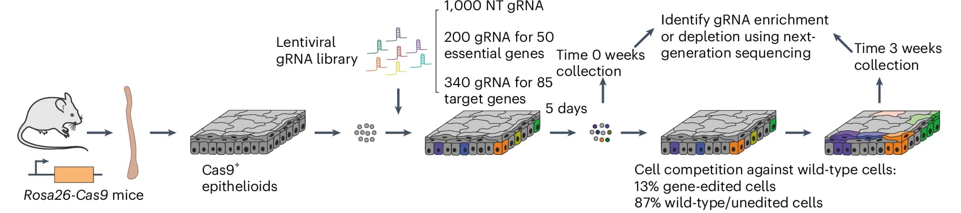 Open access visualization of Workflow, Illustration, CRISPR-Cas9, Cell Fitness Screen, Biological Replicates