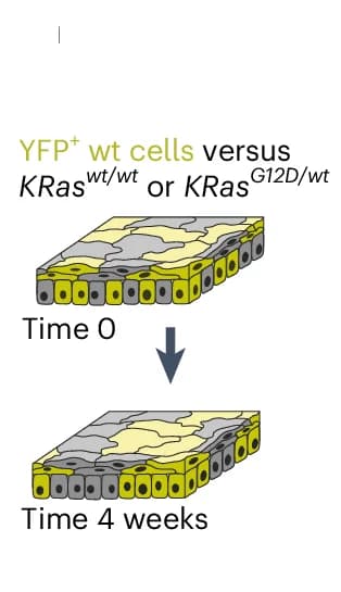 Open access visualization of Illustration, Workflow, Protocol, Cell Culture