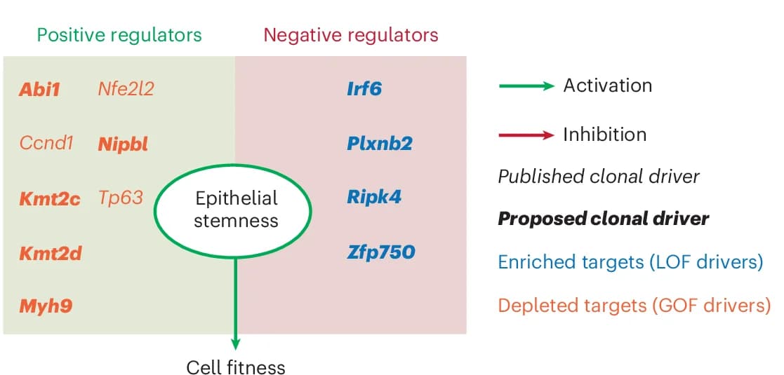 Open access visualization of Workflow, Flowchart, Epithelial Stemness, Gene Regulation