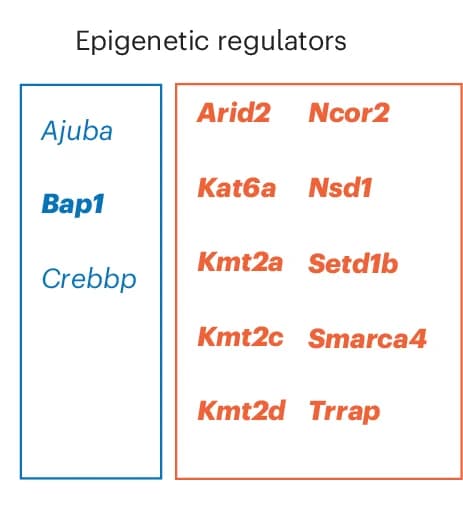 Open access visualization of Table Image, Epigenetic Regulators, Progenitor Cell, CRISPR-Cas9 Screen, Clonal Drivers