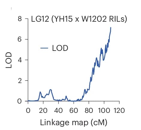 Open access visualization of Line Plot, LOD Score Graphs, QTL Composite Interval Mapping, RIL Population