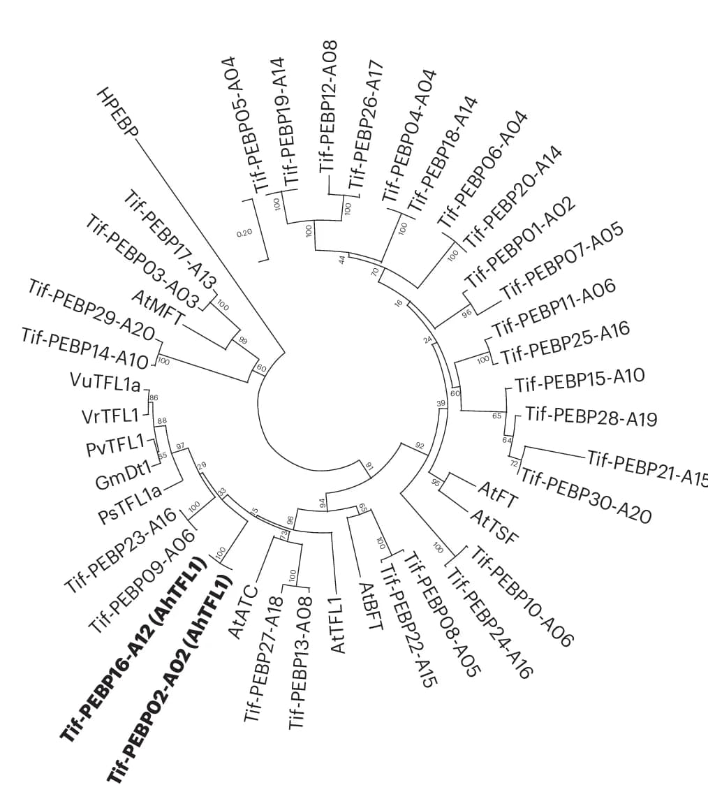 Open access visualization of Network, Phylogenetic Relationships, Arachis, Arabidopsis, TFL Homologs