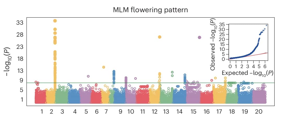 Open access visualization of Manhattan Plot, Scatter Plot, QQ Plot, GWAS Manhattan, QQ Plots