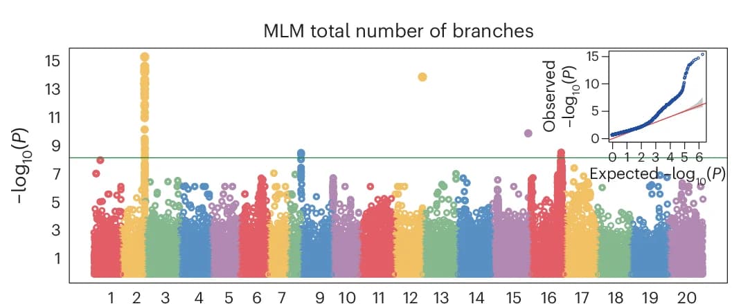 Open access visualization of Manhattan Plot, QQ Plot, Scatter Plot, GWAS Manhattan, QQ Plots