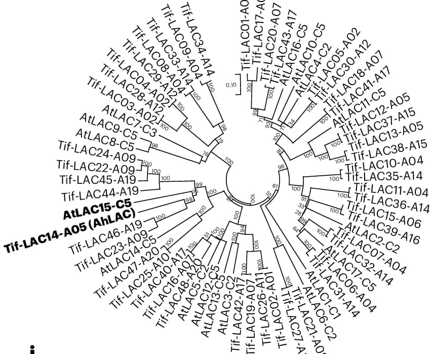 Open access visualization of Network, Phylogenetic Relationships, Peanut, Arabidopsis, LAC Homologs