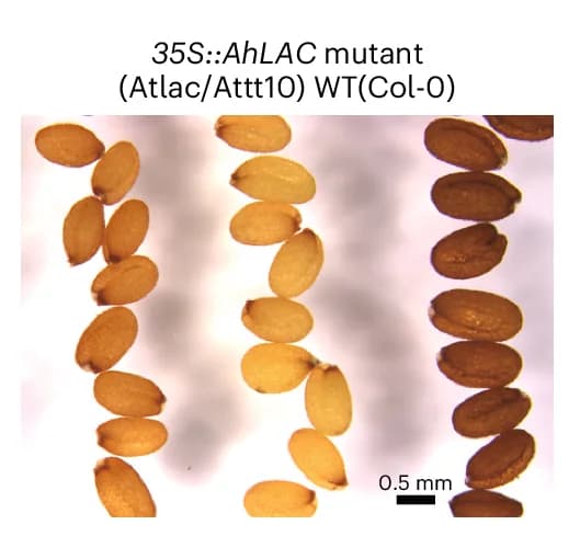 Open access visualization of Photo, Complementation, Arabidopsis, Atlac / Attt10 Mutant, Peanut AhLAC