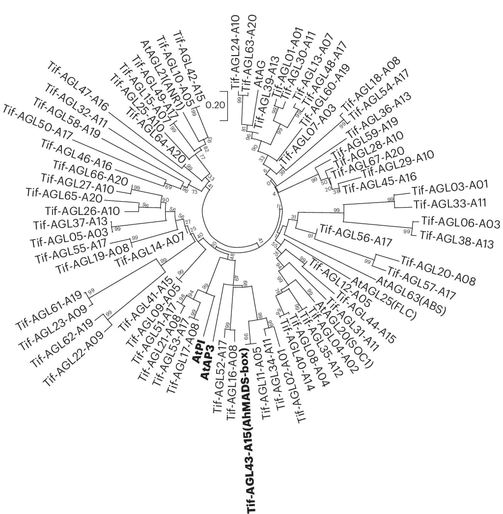 Open access visualization of Network, Phylogenetic Relationships, Arachis, Arabidopsis, AGL Homologs