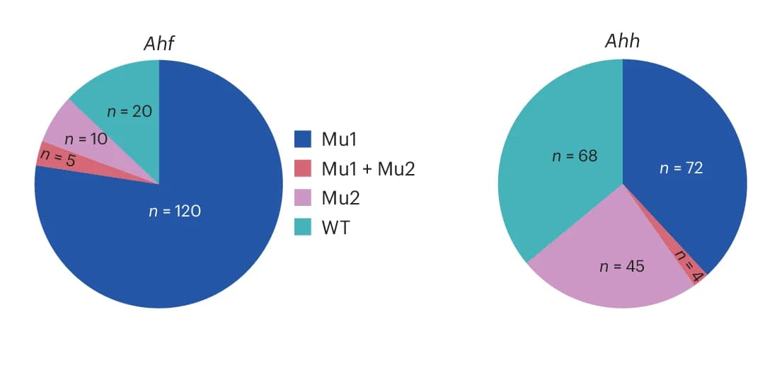 Open access visualization of Pie Chart, Mutation Types, Accessions