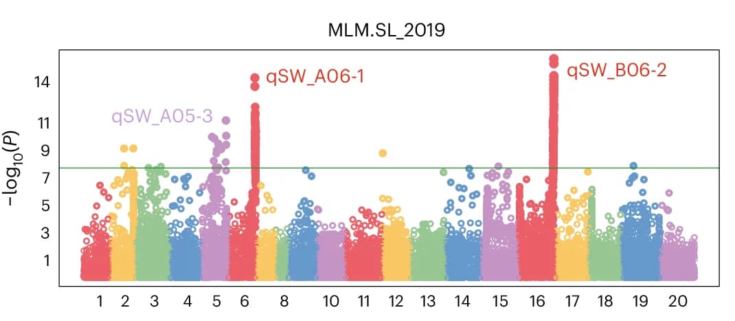 Open access visualization of Manhattan Plot, Manhattan Plots, SL, Marker-Trait Association, Bonferroni Correction