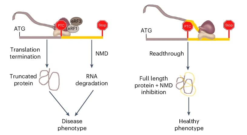 Open access visualization of Workflow, Illustration, Readthrough Drugs, Protein Synthesis, NMD