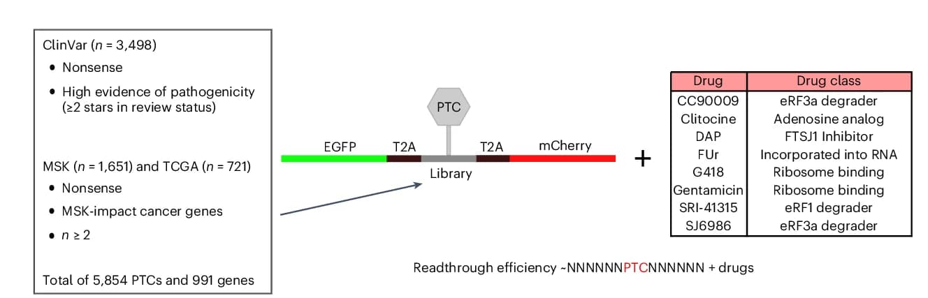 Open access visualization of Workflow, Table Image, Illustration, Nonsense Variants, Genetic Diseases