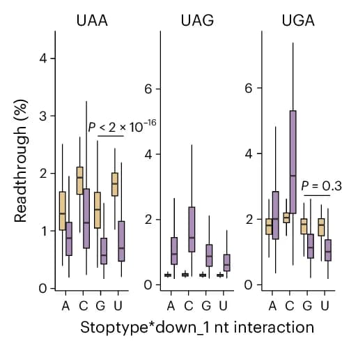Open access visualization of Box Plot, Sequence Feature, Readthrough Efficiency, HEK293T_LP Cells, Stop Codon