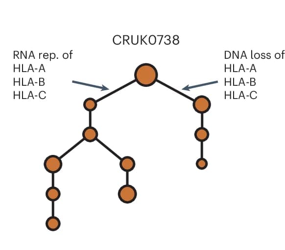 Open access visualization of Pathway, Convergent Evolution, HLA Allele, Tumor