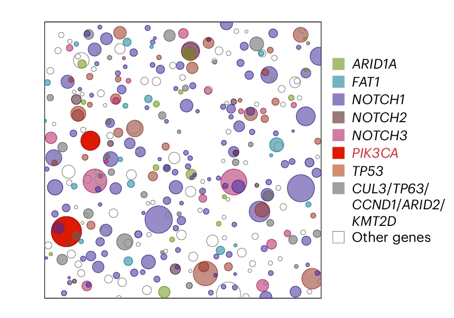 Open access visualization of Bubble Plot, Scatter Plot, Mutant Clones, Esophageal Epithelium, Schematic Representation