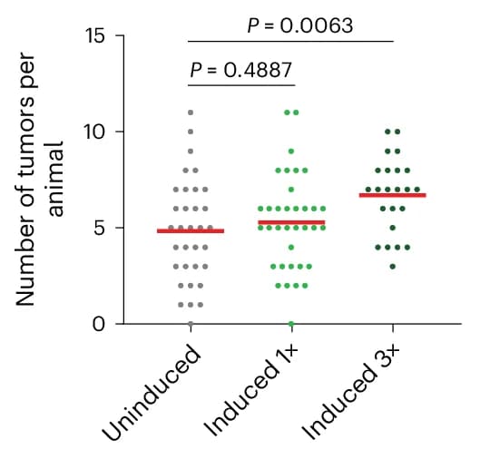 Open access visualization of Scatter Plot, Esophageal Tumors, DEN-Treated Mice, Cre Induction, Mann-Whitney Test
