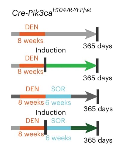 Open access visualization of Workflow, Cre-Pik3ca H1047R-YFP/wt Mice, DEN Treatment, Cre Induction, Sorafenib