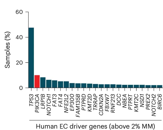 Open access visualization of Bar Plot, Driver Genes, Human ESCCs, TCGA Database, ICGC Database