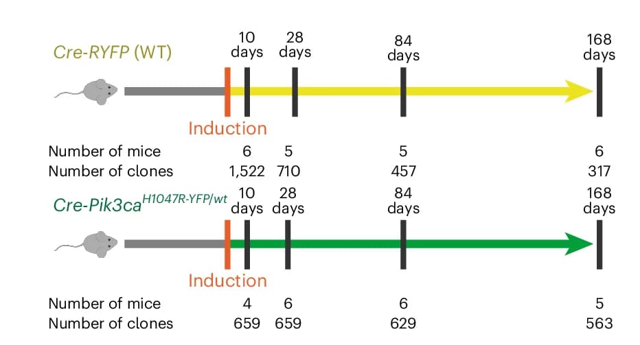 Open access visualization of Workflow, Cre-RYFP Mice, Cre-Pik3ca H1047R-YFP/wt Mice, Wild-Type Clones, Mutant Clones