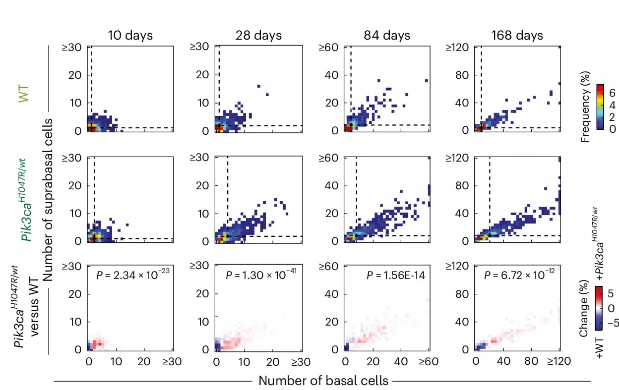 Open access visualization of Scatter Plot, Heatmap, Heatmaps, Clone Size Frequency, Basal Cells